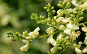 Hoa hòe - nguồn Rutin quý giá phòng chống tai biến