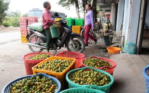 Hàng tấn quất chín bị bỏ mặc ngoài đồng vì giá rớt 18 lần