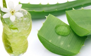 Những cách chữa vảy nến bằng nha đam hiệu quả