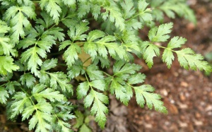 Hoàng liên - thảo dược quý tăng cường sức khỏe tim mạch