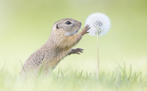 Vẻ đẹp kỳ diệu của cuộc sống thiên nhiên hoang dã qua ảnh Sony 2017