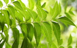 Bạn có biết công dụng trị mụn nang của neem?