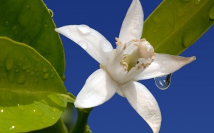 Nước hoa cam: Thành phần chăm sóc da hoàn hảo