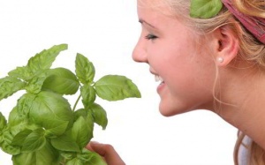 6 lợi ích bất ngờ của húng quế đối với làn da