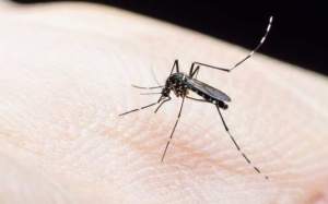 7 cách tự nhiên loại bỏ vết muỗi đốt ngay tại nhà