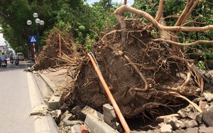 Nhiều cây xanh lớn ở Hà Nội đổ lòi ra không có rễ