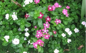 Thảo dược nào có tác dụng cho người bệnh ung thư?