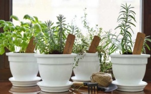 Các loại thảo mộc phòng bệnh hô hấp hiệu quả