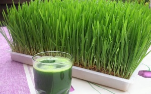 Những tác dụng phụ thường gặp khi dùng cỏ lúa mì