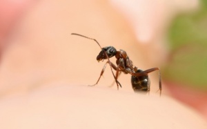 5 cách đối phó với vết kiến cắn tại nhà