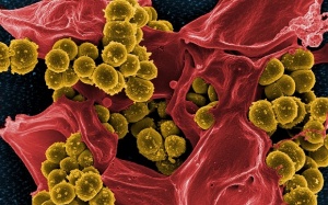 Tế bào “lai” virus: Giải pháp chống lại vi khuẩn kháng kháng sinh?