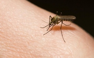 Chưa thả muỗi ngăn bệnh sốt xuất huyết ở Nha Trang