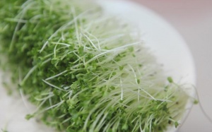 Nhiều lợi ích bất ngờ của rau mầm