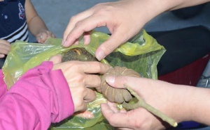 Bộ Y tế yêu cầu chặt bỏ nhiều loại cây có độc trong các trường học