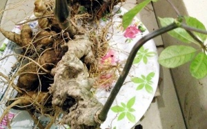 Củ sâm Ngọc Linh hơn 7 lạng, được ra giá hơn 400 triệu đồng