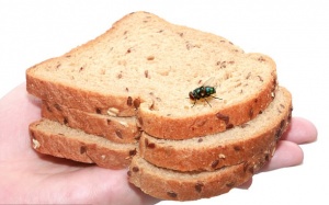 Điều gì xảy ra khi một con ruồi đậu lên thực phẩm?