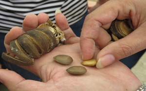 Sơ cứu khi bị ngộ độc hạt cây ngô đồng như thế nào?