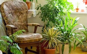 Điểm mặt 9 loại cây cảnh có độc có thể gây chết người