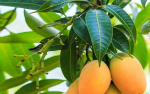 Lá xoài giúp đánh bay đái tháo đường, sỏi thận