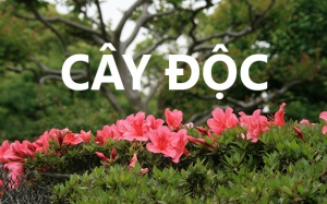 Ngoài ngô đồng, nhiều cây cảnh có độc trồng đầy trong trường học