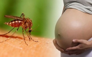Dịch Zika tràn ra toàn thành, 51 thai phụ nhiễm bệnh