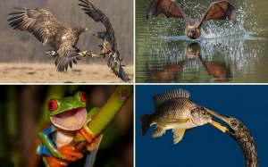 Chiêm ngưỡng 13 khoảnh khắc kỳ diệu của thế giới động vật hoang dã