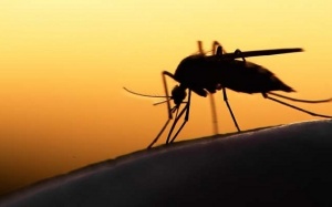 El Nino năm 2017 có thể gây bùng phát dịch sốt xuất huyết, Zika
