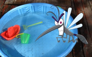 Muỗi và những nơi trú ngụ, đẻ trứng không ngờ