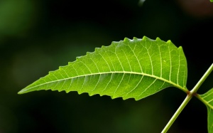 Các lợi ích của chiết xuất neem với sức khỏe