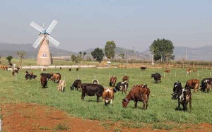 Vinamilk nhập thêm 2.000 bò sữa cao sản từ Mỹ