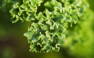 Top thực phẩm nhiều sắt hơn cả thịt đỏ