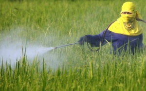 Sức khỏe bị ảnh hưởng ra sao nếu tiếp xúc nhiều với thuốc bảo vệ thực vật?