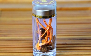 Đông Trùng Hạ Thảo: Tinh hoa của đất - báu vật của trời