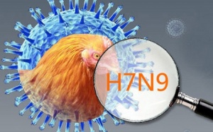 Chim di cư có thể lây lan virus cúm A(H7N9)?