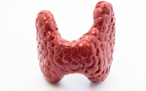 7 sự thật đáng ngạc nhiên về tuyến giáp