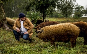 Câu chuyện về “báu vật quốc gia” của người Hungary – lợn Mangalica