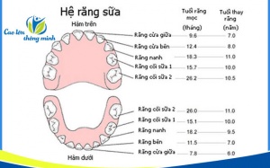 Tại sao cần bổ sung Canxi cho trẻ trong giai đoạn thay răng