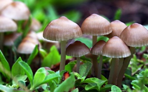 Hoạt chất trong nấm ma thuật có thể tốt cho những người bị trầm cảm