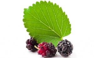 5 lý do tại sao bạn nên uống trà lá dâu tằm