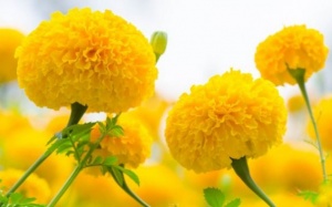 7 lợi ích sức khỏe của hoa cúc vạn thọ