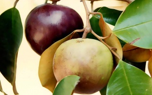 Da thêm trắng hồng với hai công thức mặt nạ từ vú sữa