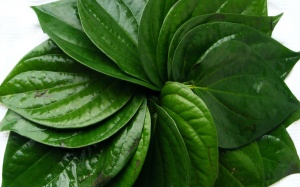 7 công dụng chữa bệnh của trầu không