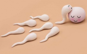 Nhận biết dấu hiệu rụng trứng để dễ dàng thụ thai