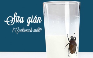 Sữa gián - 4 lợi ích vượt trội cho sức khỏe