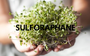 Sulforaphane từ mầm bông cải xanh sẽ thay thế thuốc đái tháo đường?