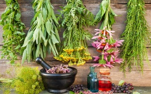 Sử dụng thảo dược trị bệnh thế nào cho an toàn?