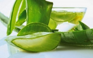 Cách sử dụng nha đam để chăm sóc da và tóc