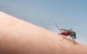 10 điều nên biết về bệnh sốt xuất huyết