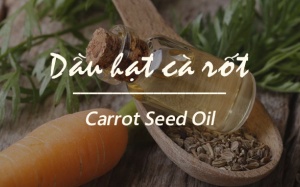 Bất ngờ với nhiều lợi ích của dầu hạt cà rốt