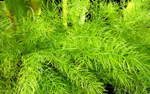 Thiên môn chùm - cây quý trời cho giải quyết các bệnh phụ nữ